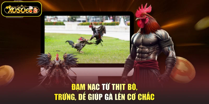 Đạm nạc từ thịt bò, trứng, dế giúp gà lên cơ chắc