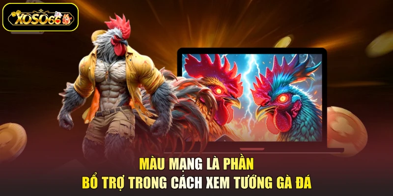 Màu mạng là phần bổ trợ trong cách xem tướng gà đá