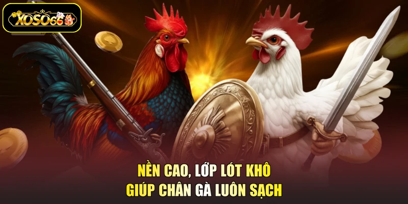 Nền cao, lớp lót khô giúp chân gà luôn sạch