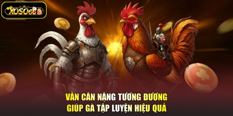 Vần cân nặng tương đương giúp gà tập luyện hiệu quả
