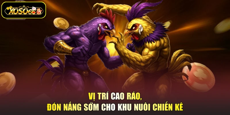 Vị trí cao ráo, đón nắng sớm cho khu nuôi chiến kê